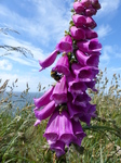 FZ018521 Bee on Foxgloves St. Bees Head.jpg